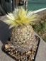 Preview: Coryphantha echinus